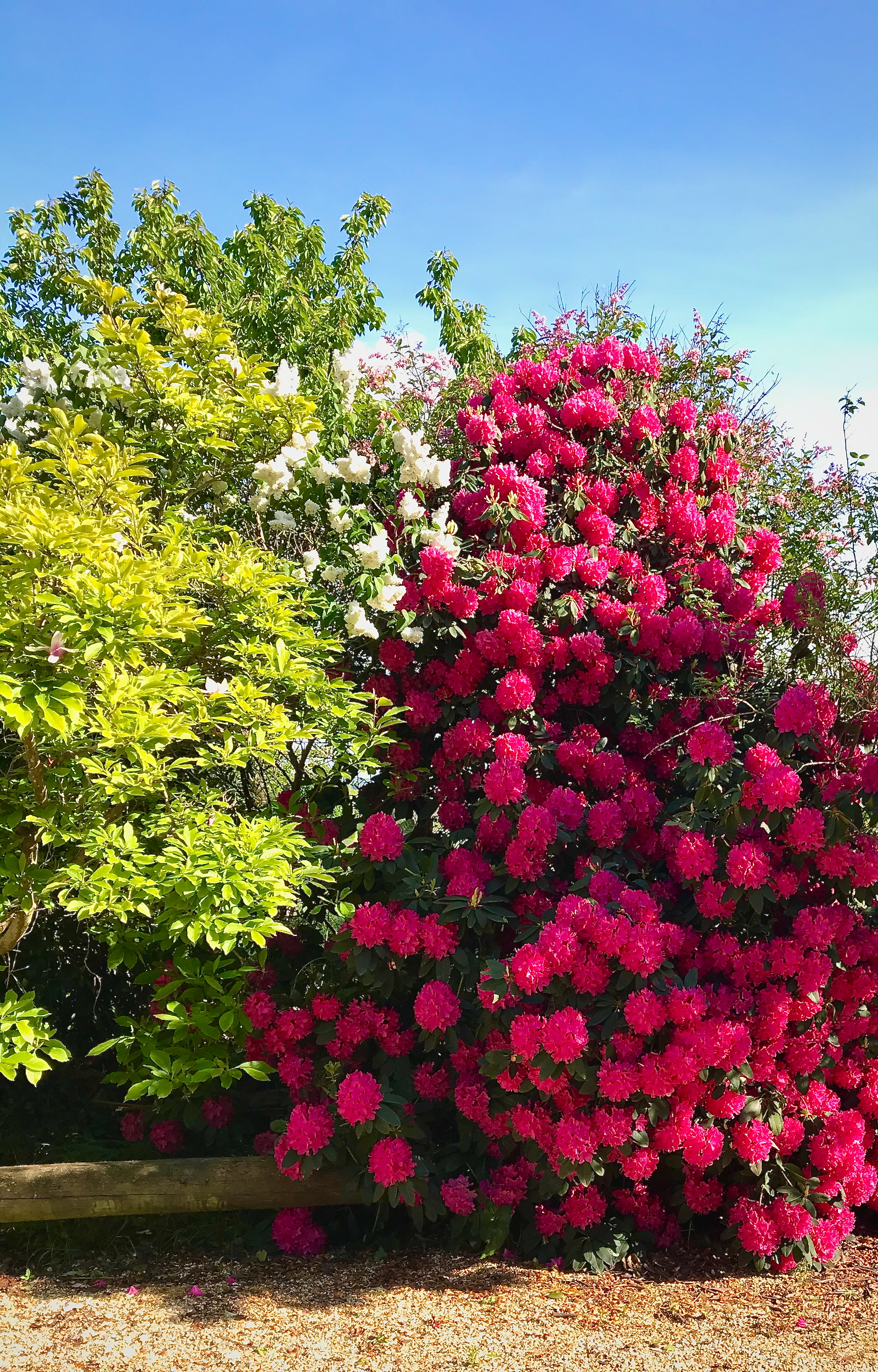 Rhododendron